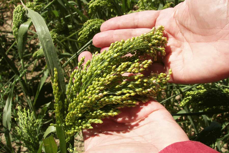 green millet top in hands