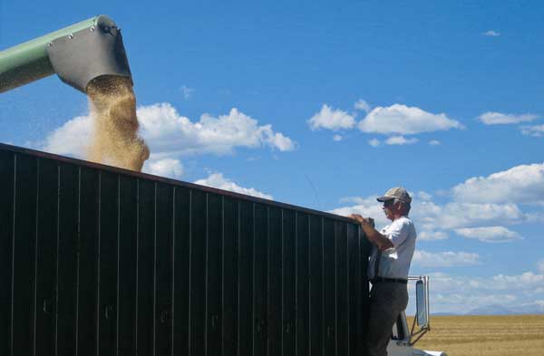 millet being loaded into a truck