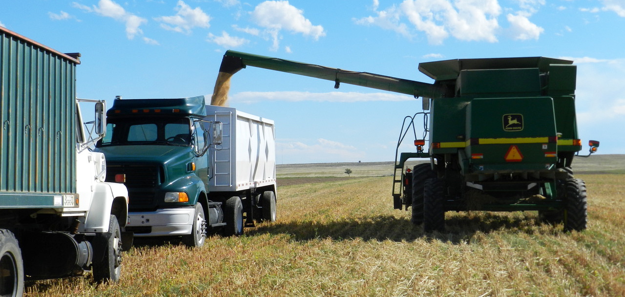 millet being harvested into a truck