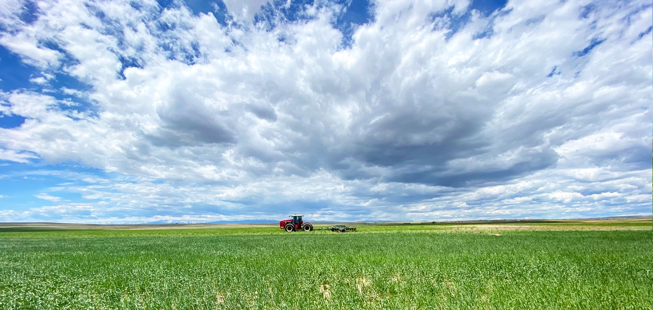 green millet field blue sky