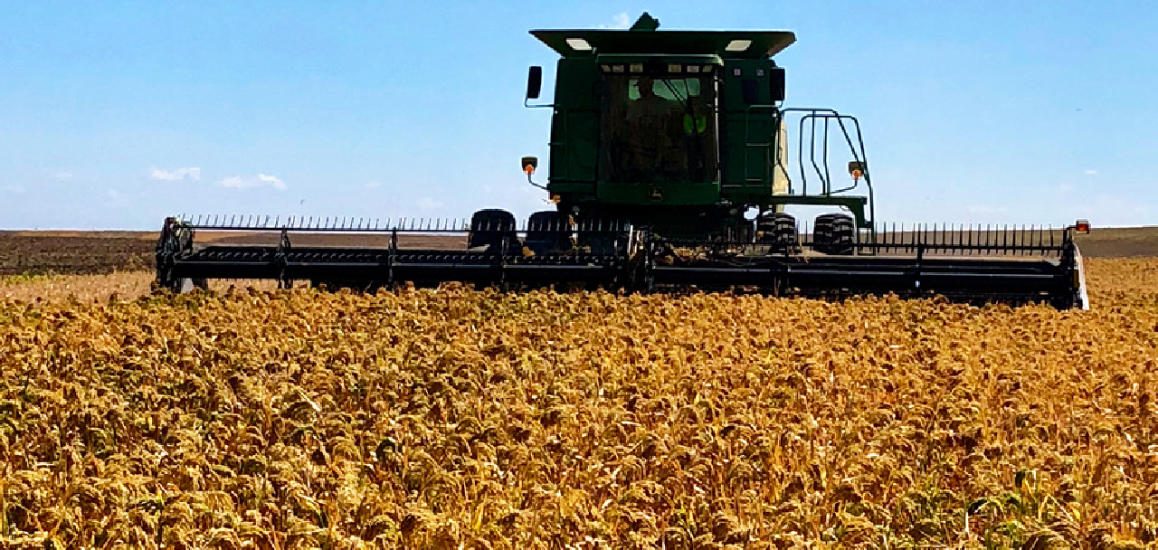 tractor harvesting brown millet