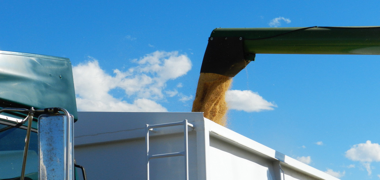 millet being loaded into a truck