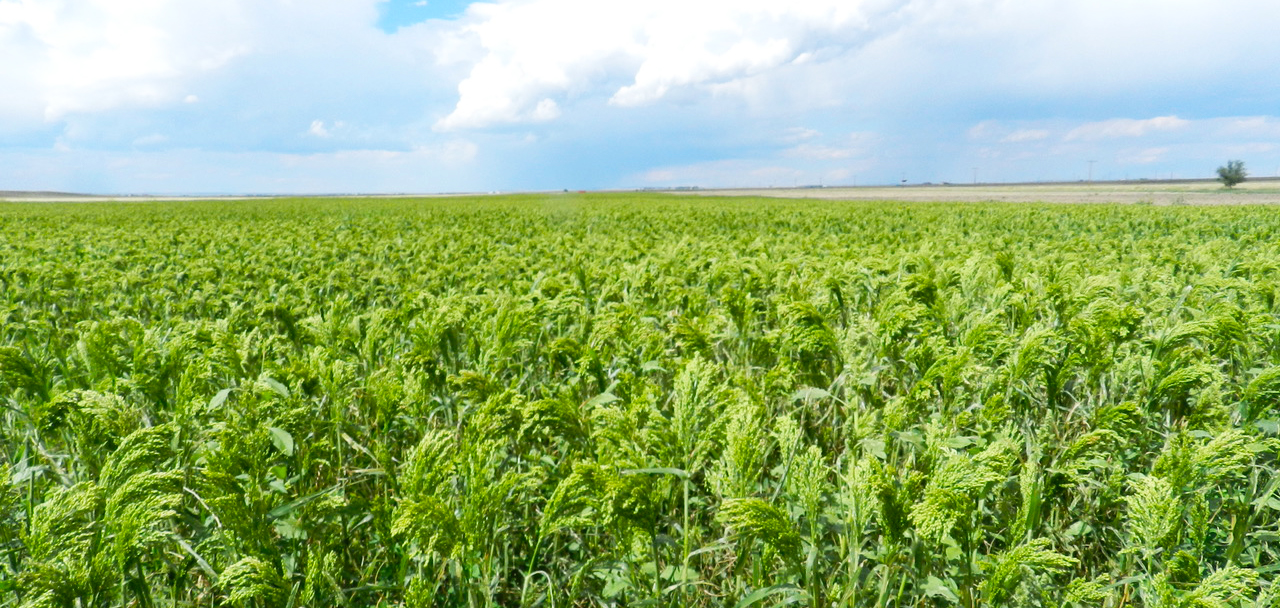 green millet field