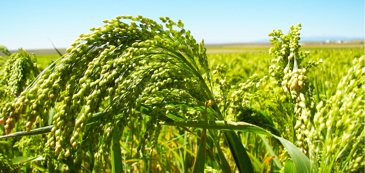 close up of millet head